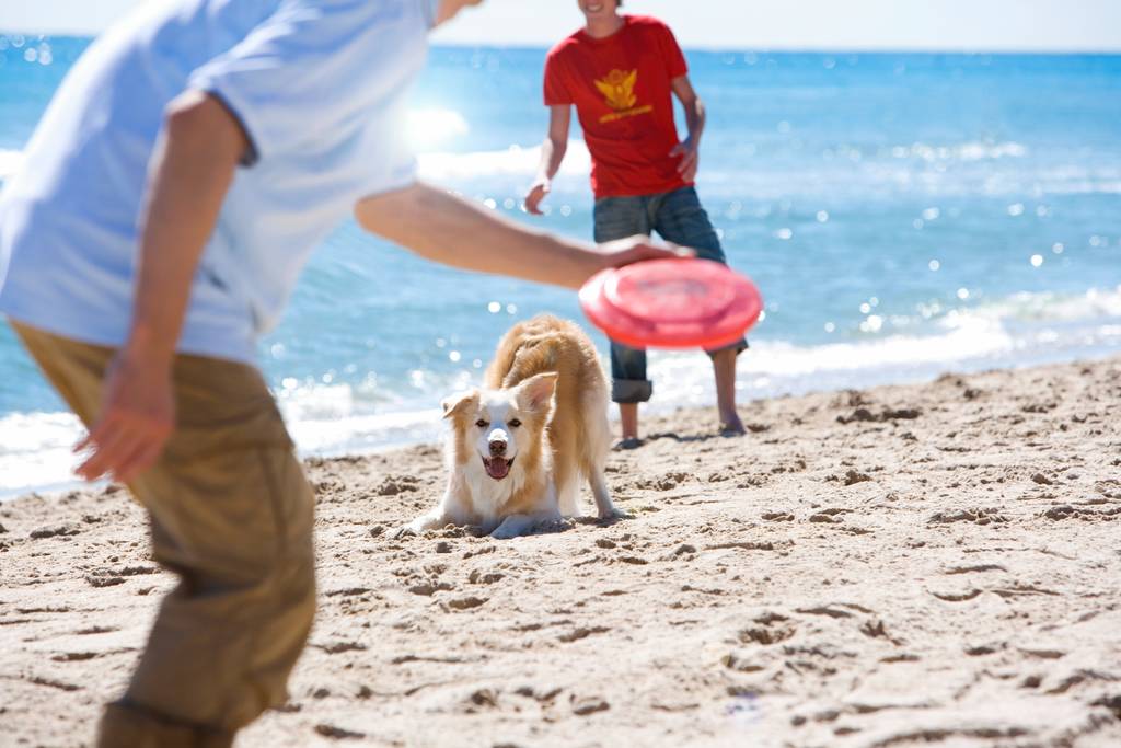 Gemeinsam mit dem Hund fit halten | Lieblingstier