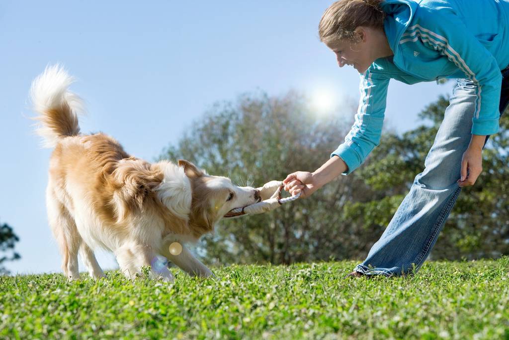 Hunde brauchen Abwechslung - biete ihm mehrere Spieloptionen | Lieblingstier