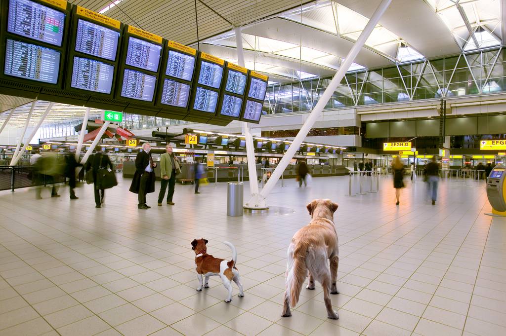 Tiere am Flughafen | Lieblingstier