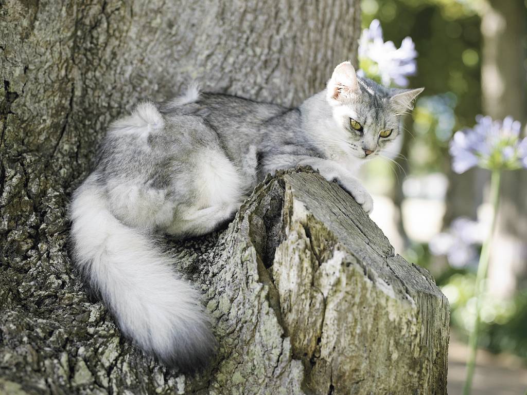 Findet deine Katze genügend Schattenplätze? | Lieblingstier