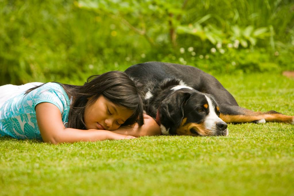 Trotz Hitze, liebt dein Hund die Sonne