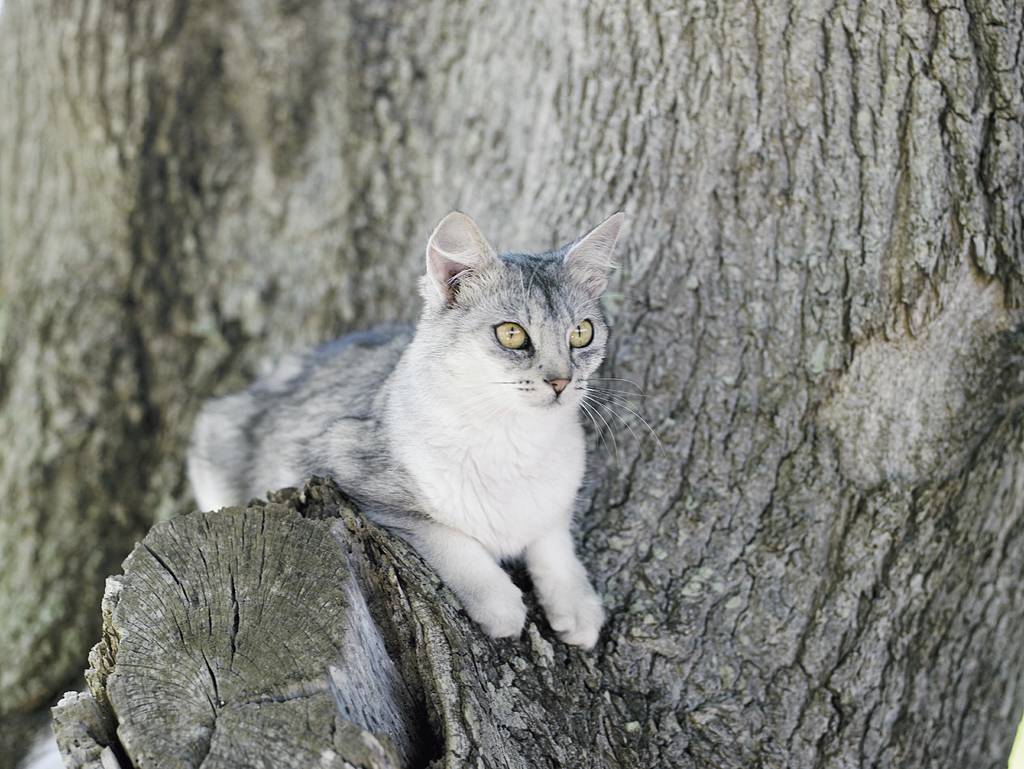 Hast du eine Katze gefunden? | Lieblingstier