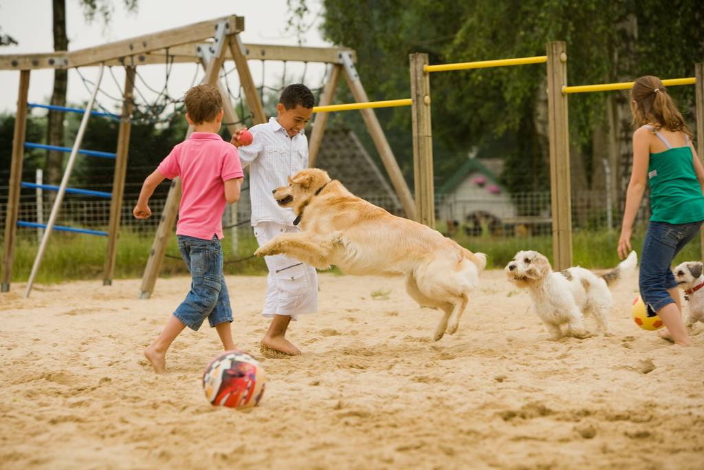 Als Hundehalter hast du auch Verpflichtungen | Lieblingstier