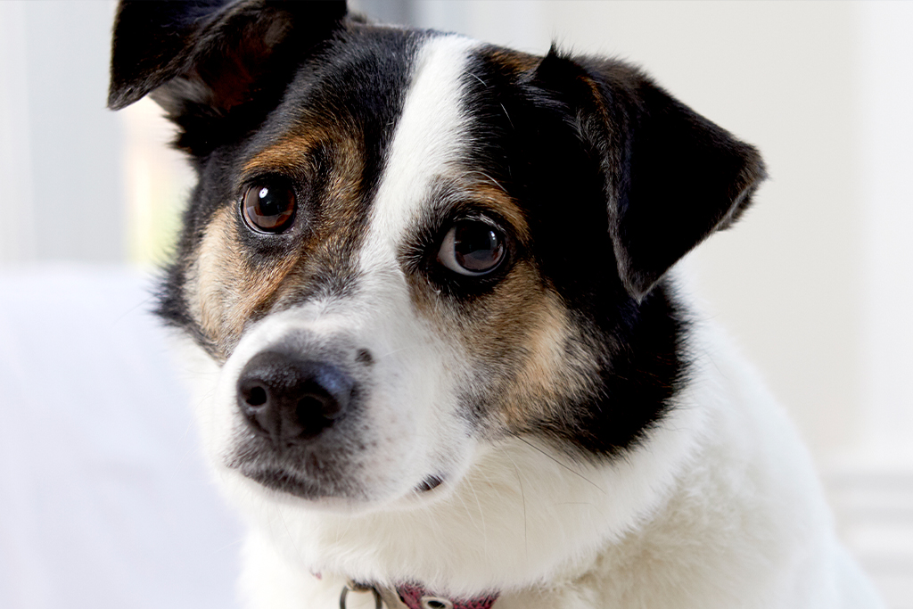 Das beim Hund - Lieblingstier