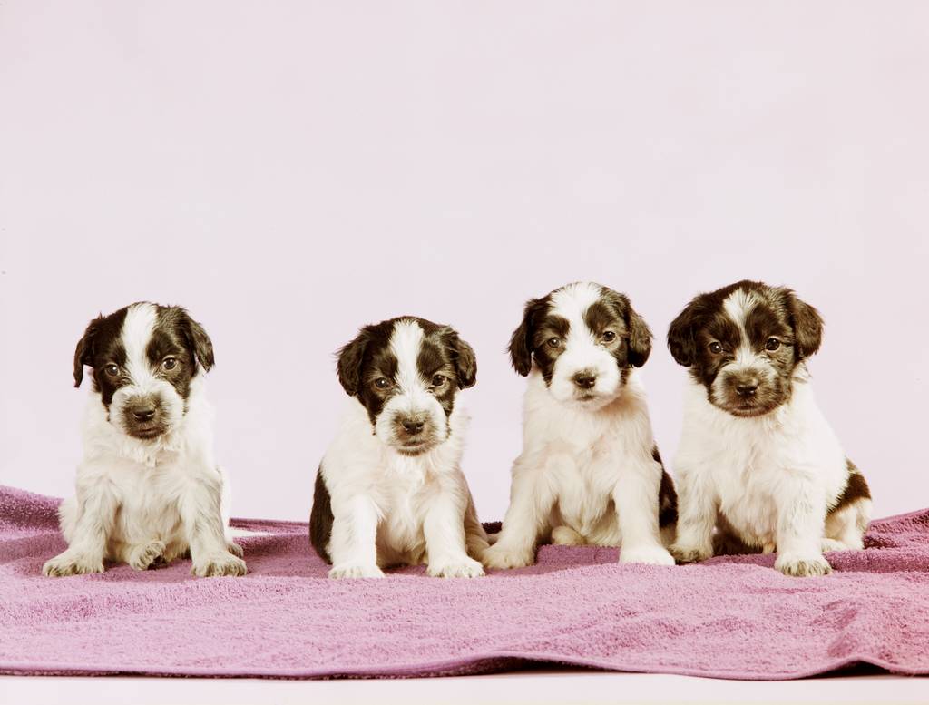 Hunde tragen etwa 9 Wochen | Lieblingstier
