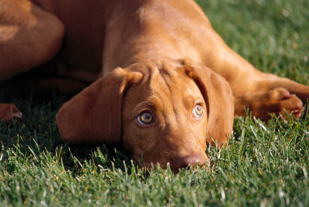 Flöhe bei Hunden | Lieblingstier