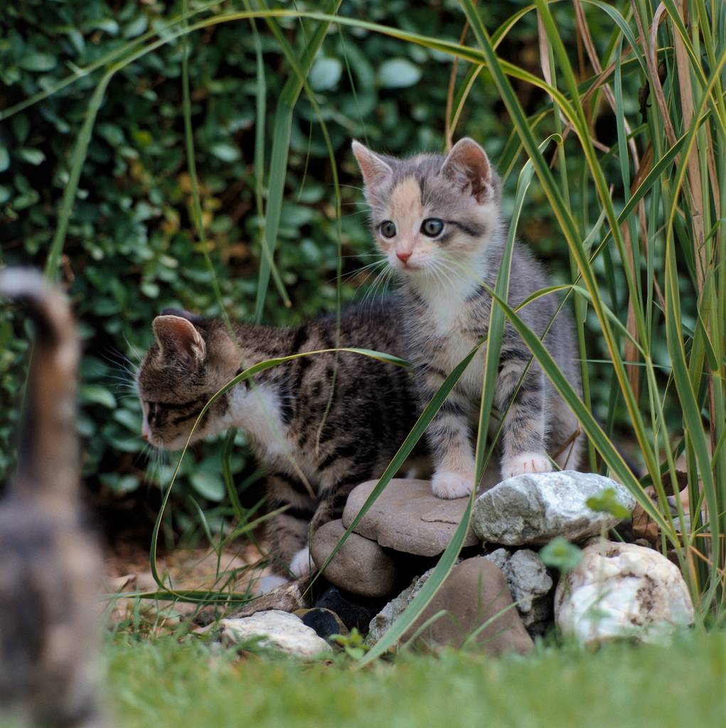 Katzenkinder wollen die Welt entdecken! | Lieblingstier