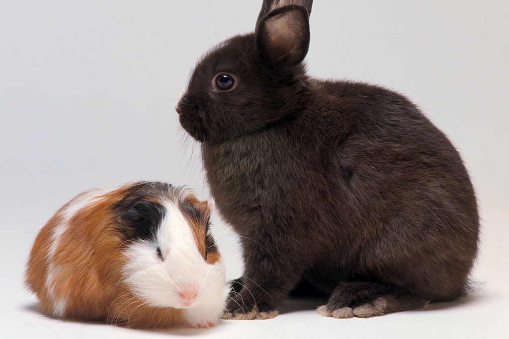 Heimtiere und Katzen - ein friedliches Gespann?