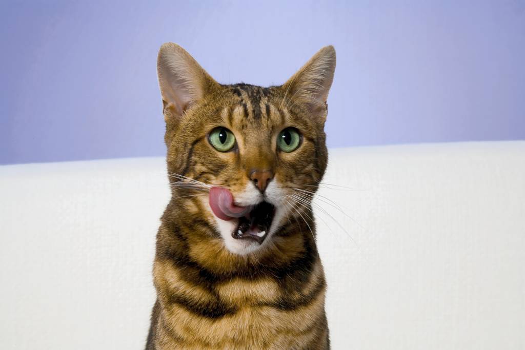 Katzen haben beim Futter unterschiedliche Vorlieben | Lieblingstier