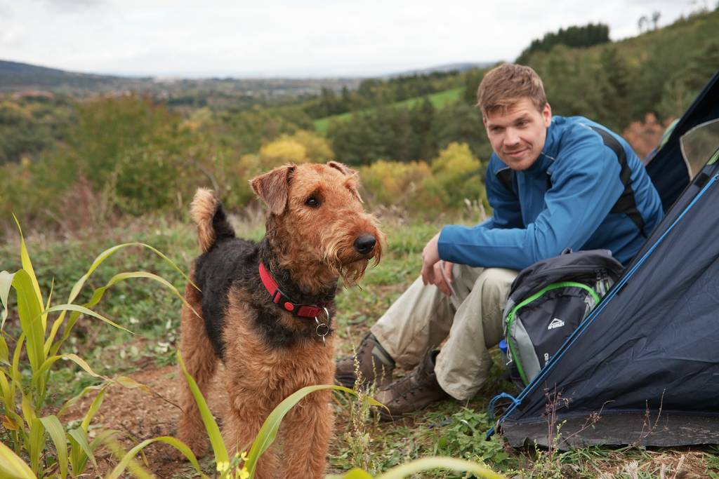 Terrier waren ursprünglich Jagdhunde | Lieblingstier