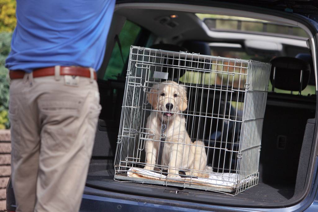 Kennst du dich bei Hunden aus? | Lieblingstier