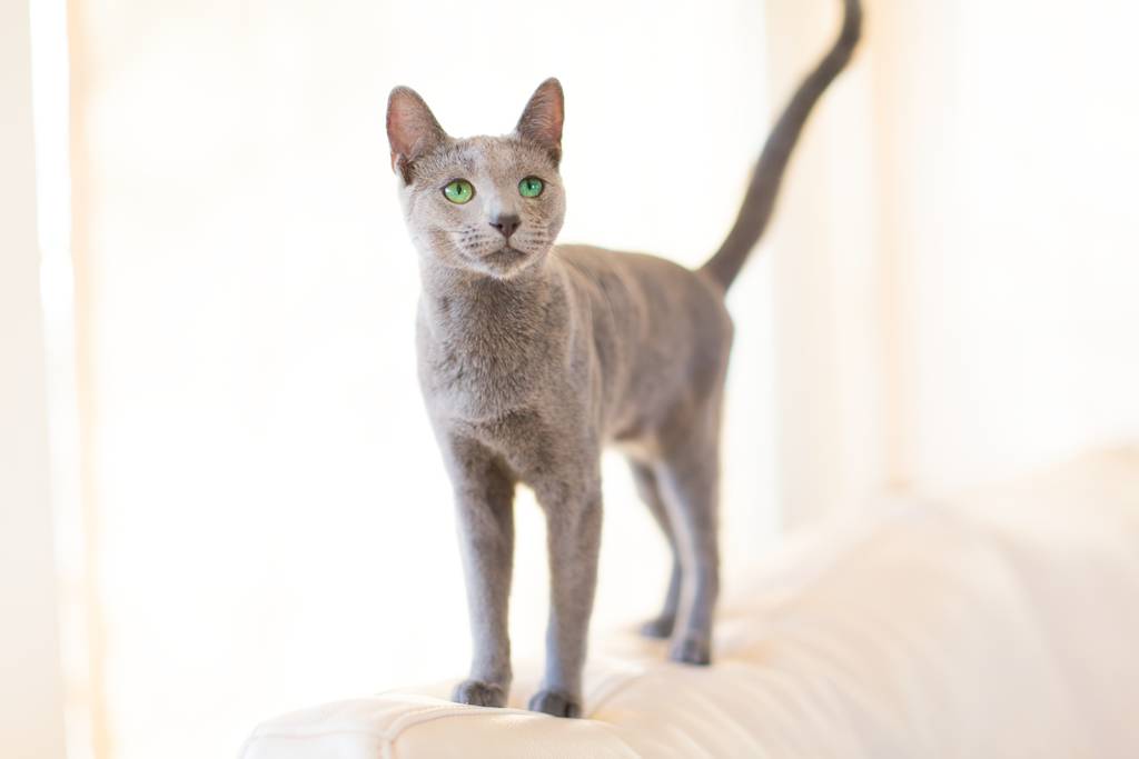 Graue Katze - ihr Fell glänzt gesund und sauber!