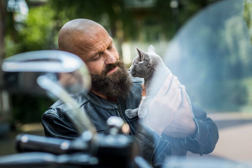 Katzentransport in Urlaub | Lieblingstier