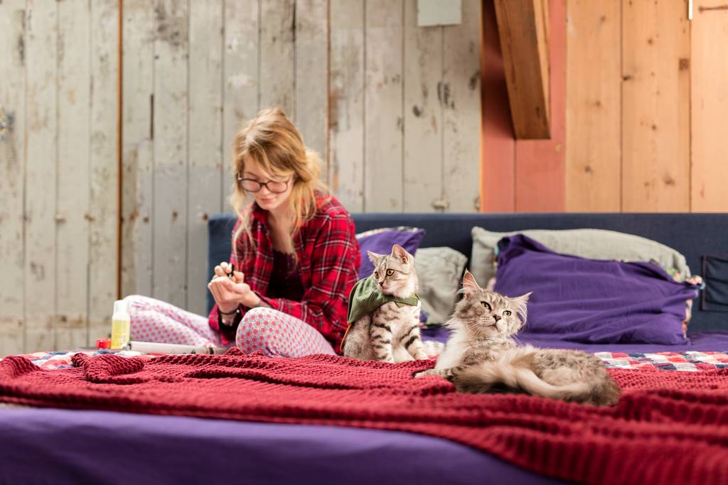Wie kannst du deine Hauskatze trainieren? | Lieblingstier