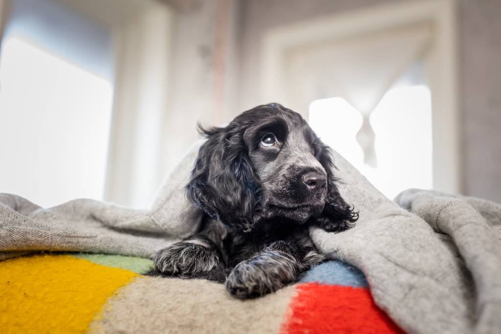 let at håndtere forråde Nebu Zecken beim Hund - Lieblingstier