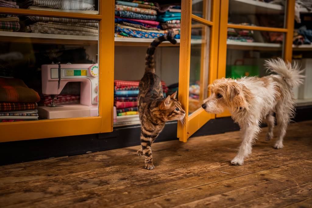 Wie Hund und Katze? | Lieblingstier