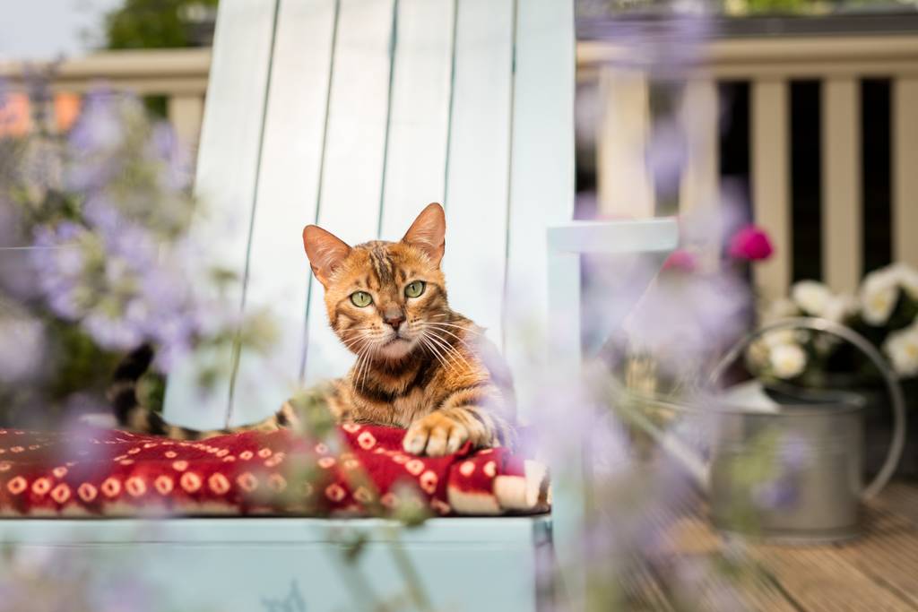Achte auf eine sichere Umgebung für deine Katze | Lieblingstier