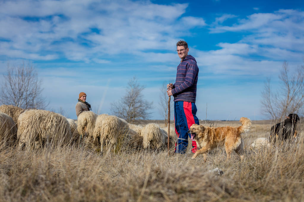 Hütehunde bewachen die Herde | Lieblingstier