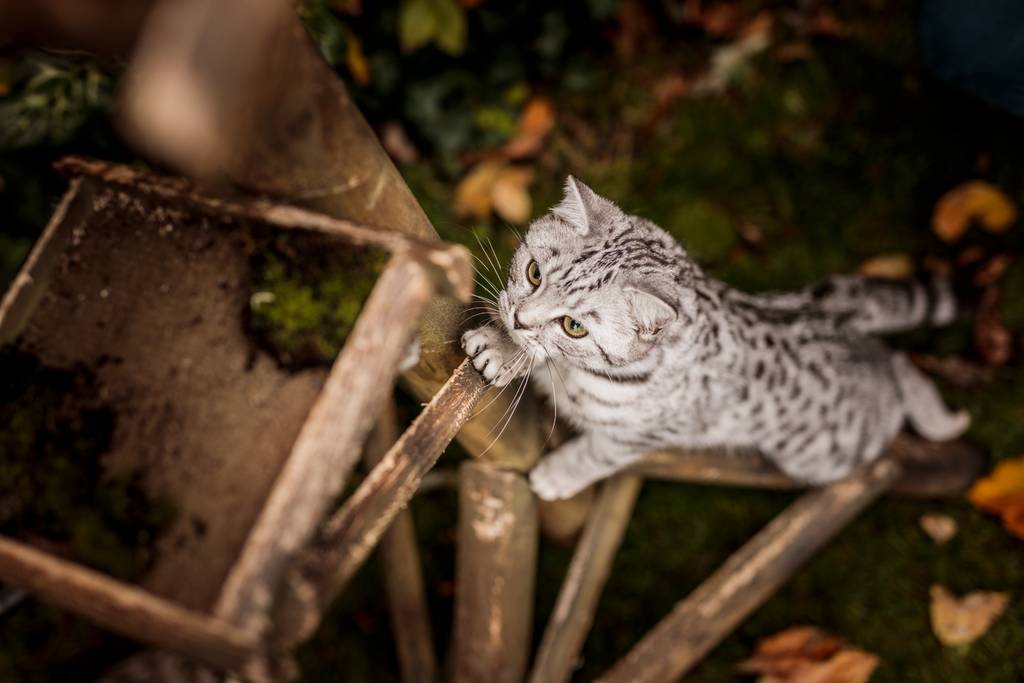 Die Katze und der siebte Sinn | Lieblingstier