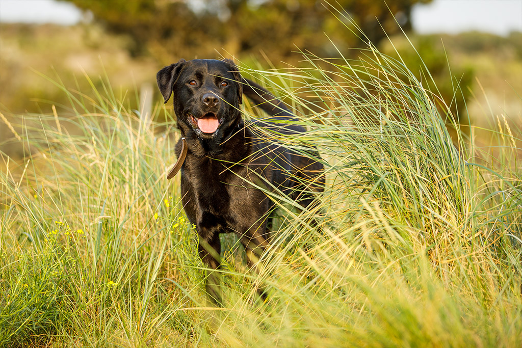 Der Labrador braucht viel Bewegung | Lieblingstier