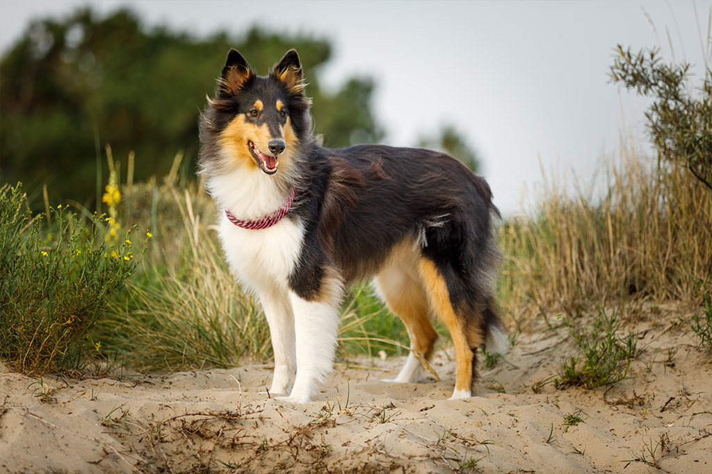 Der Collie - eine umgängliche Hunderasse | Lieblingstier