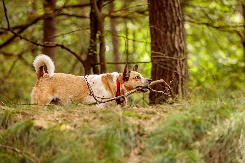 Dein Hund ist ein Abenteurer | Lieblingstier