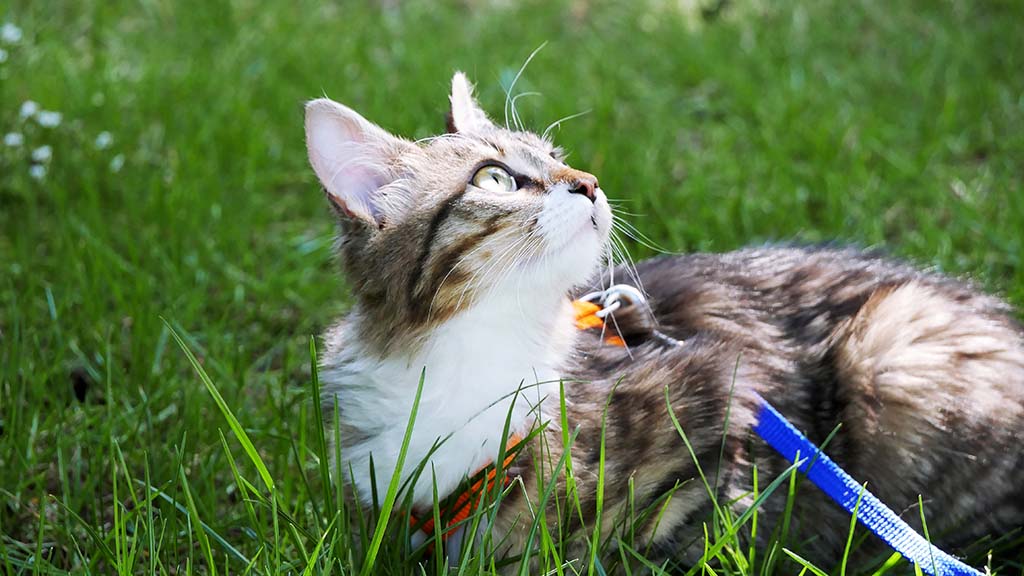 Katze an der Leine - Ein Abenteuer für neugierige Stubentiger | Lieblingstier