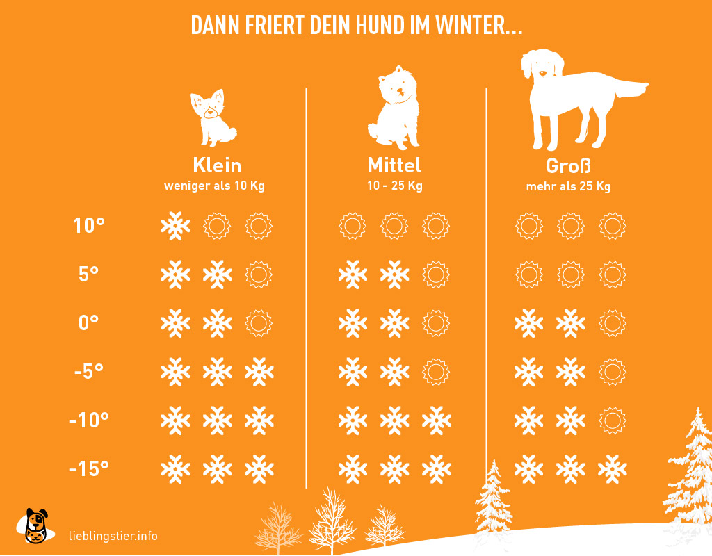 Ist der Fellnase kalt? | Lieblingstier