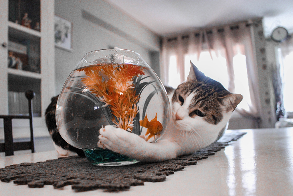 Sind Katzen wasserscheu?