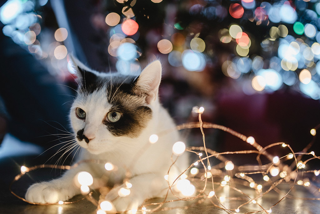 Fröhliche Weihnachten mit der Mieze | Lieblingstier