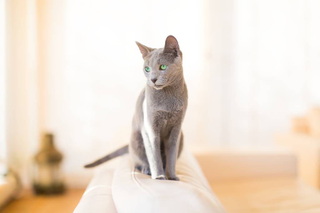 Lässt sich eine Katze trainieren? | Lieblingstier